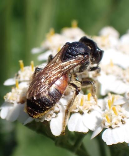 Andrena sp.